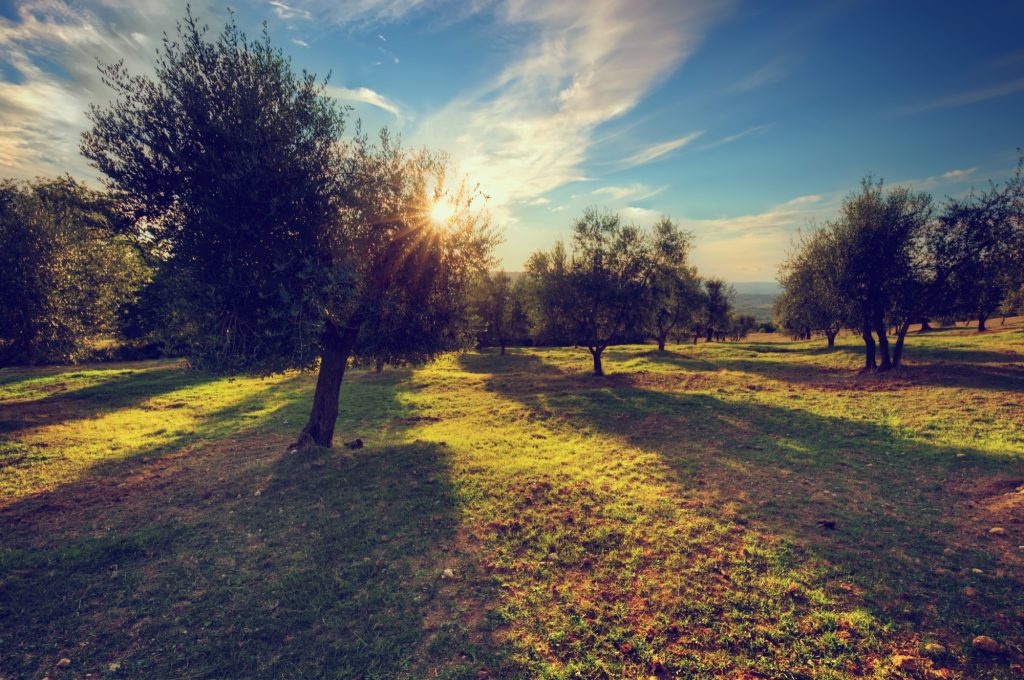 trees-planted-dirt-roads-1024x680