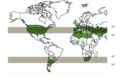 L’olio extravergine di oliva nel mondo: l’olio calabrese del Consorzio IGP tra i migliori