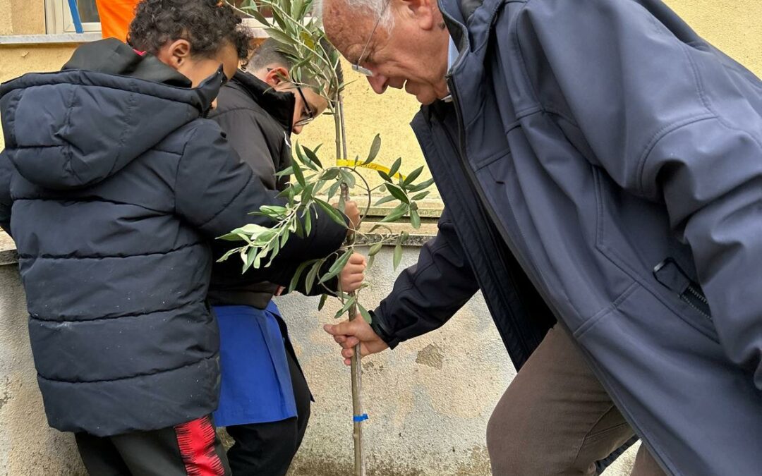 Il Consorzio Olio di Calabria mette a dimora tanti alberi nelle scuole di Casali del Manco